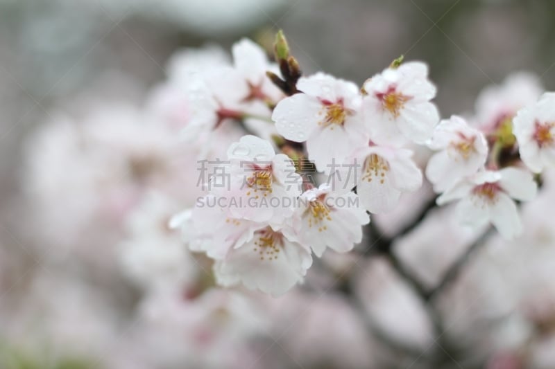 樱花,雨滴,日本,自然美,尾道,樱之花,水,美,褐色,水平画幅