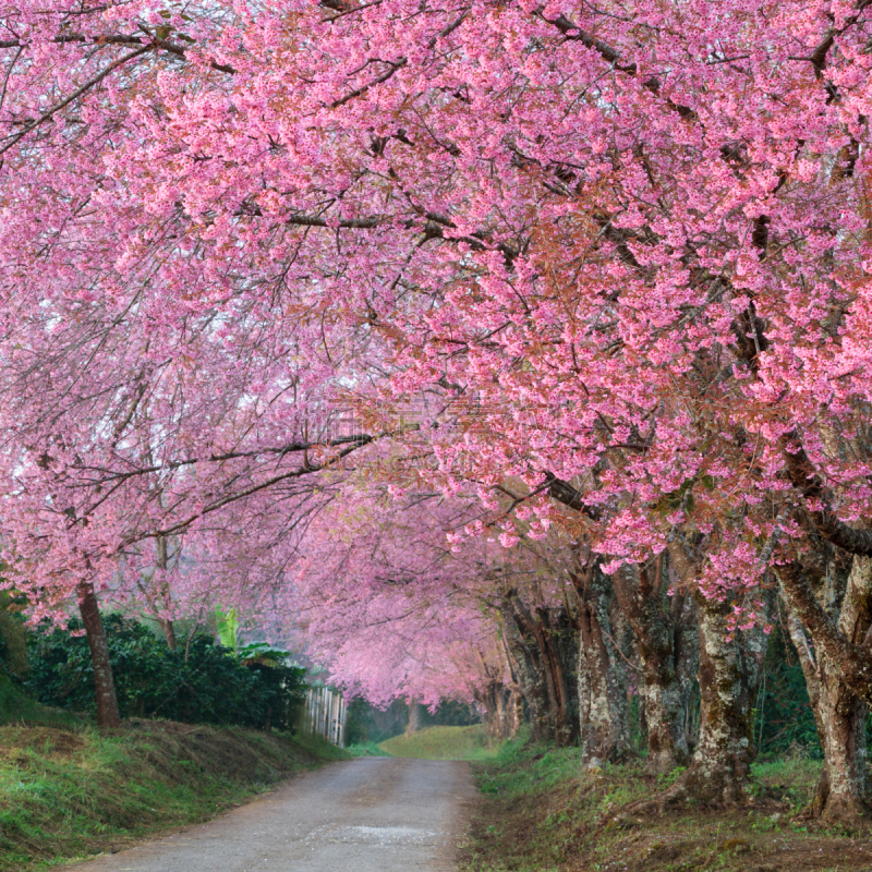 泰国,粉色,花朵,樱之花,自然,天空,宁静,山,樱花,无人