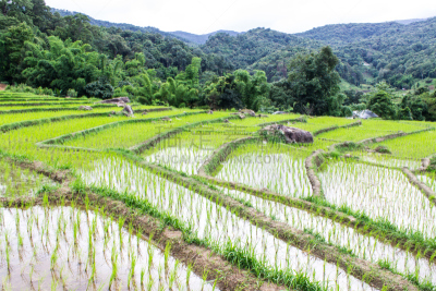 稻,梯田,田地,亚洲大米,长颈族,水稻梯田,水平画幅,山,户外