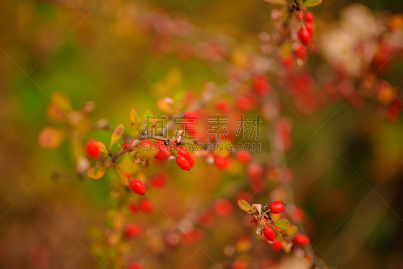 特写,叶子,狗,纹理,抽象,浆果,枝,玫瑰,美,水平画幅