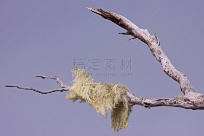 苔藓,马来西亚,秃树,京那峇鲁山,婆罗洲岛,自然,野生动物,水平画幅,京那巴鲁山国家公园,野外动物