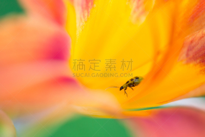 孤挺花,昆虫,多色的,水平画幅,雄蕊,浪漫,特写,百合科,仅一朵花,自然美