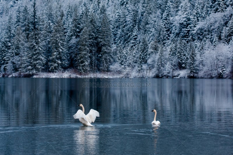 湖,北美,天鹅湖,水,美国,旅游目的地,水平画幅,雪,无人