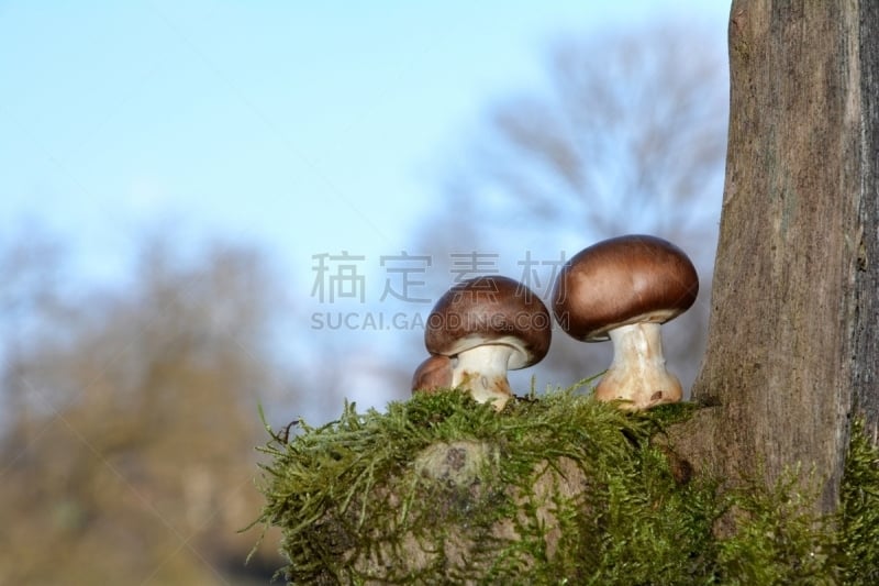 褐色,食用菌,绿色,苔藓,木耳科,两个物体,天空,水平画幅,素食,无人