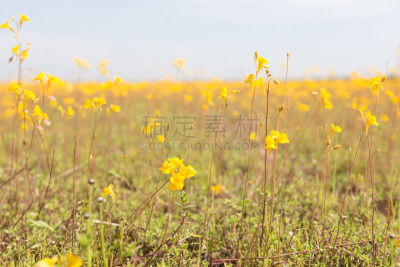黄色,稻田,狸藻,仅一朵花,金色,野花,自然,狸藻类植物,水平画幅,小的