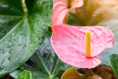 花烛属,火烈鸟,日光,热带鸟,美,水平画幅,夏天,异国情调,室内植物,特写