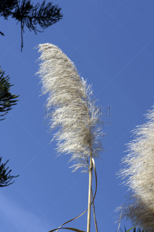 植物,自然美,风,羽毛,舞蹈,自然,垂直画幅,无人,野生植物,潘帕斯大草原