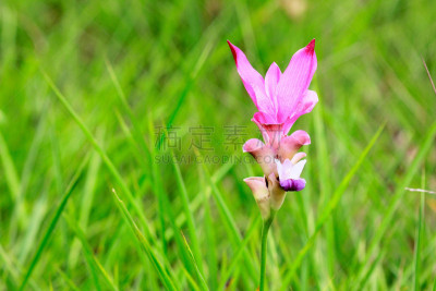 泰国,郁金香,赫蕉属,雄花,风铎花,蜡花鹿蹄草,仅一朵花,荷包牡丹,温带的花,鸭跖草