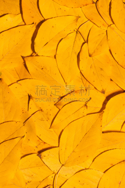 叶子,黄色,垂直画幅,纹理效果,无人,古老的,组物体,干的,叶脉,图像