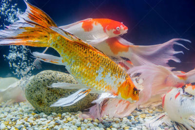 锦鲤,鱼类,野生动物,水平画幅,格希奇努麦,户外,湖,昆虫群,红色,池塘