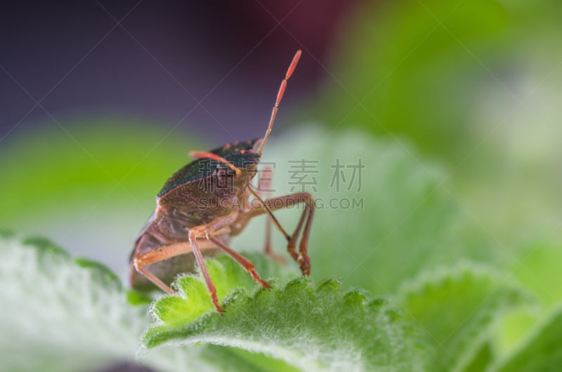 红尾碧蝽,盾,叶子,昆虫,绿色,生物学,野生动物,环境,异翅亚目,小的