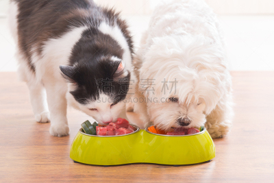 猫,狗,食品,自然,宠物食盘,餐具,美,胡萝卜,水平画幅,生食