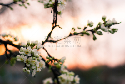 樱花,蓝色,天空,美,水平画幅,樱桃,无人,美人,户外,特写