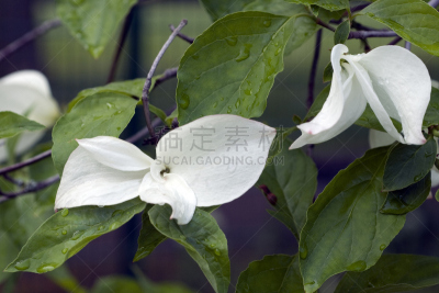 山茱萸,仅一朵花,太平洋山茱萸,开花的山茱萸,箭木,水平画幅,无人,花序,野生植物,白色