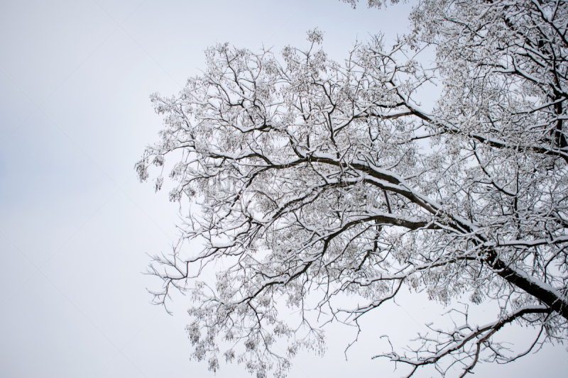 winter trees. Black trees against the sky. Black branches of trees covered with snow. Silhouette of tree, trees. Postcard, wall-paper, décor. Winter, autumn fairy-tale. Beautiful nature