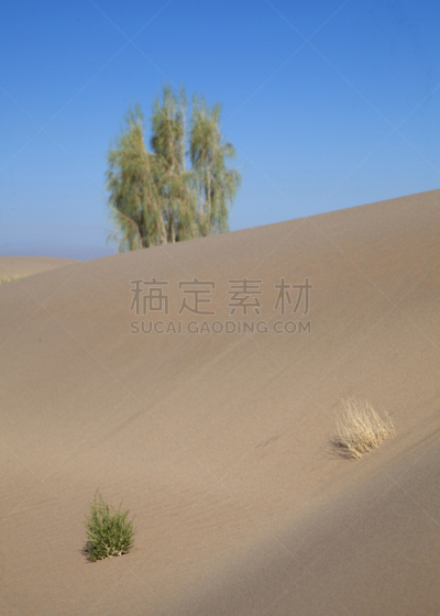 沙漠,垂直画幅,沙子,荆棘,错觉,叙利亚,伊朗,剑,灌木,多刺疏林