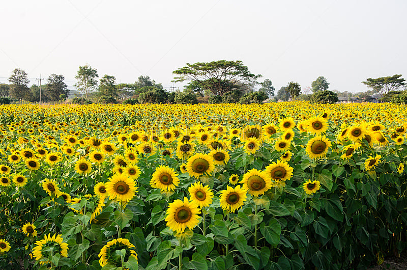 田地,向日葵,水平画幅,山,无人,几何形状,户外,泰国,仅一朵花,农作物