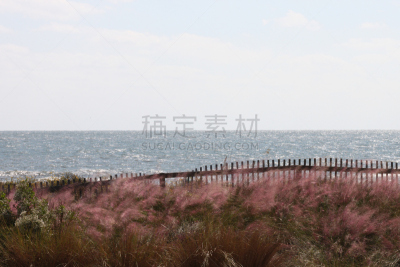 科瓦希岛,南卡罗来那,barrier islands,海草,查尔斯顿,木板路,美国,旅游目的地,水平画幅,大西洋