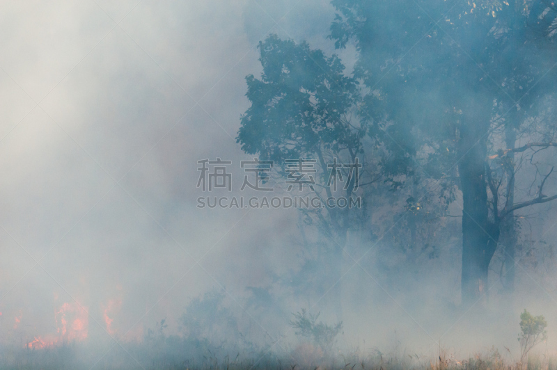 火焰,烟,珊瑚树,凤凰木,灌木丛,森林火灾,西澳大利亚,桉树,植物表皮,水平画幅