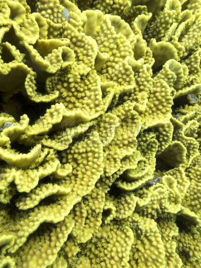 在底端,礁石,水下,海洋,地形,鸡尾酒,色彩鲜艳,深的,海洋生命,热带气候