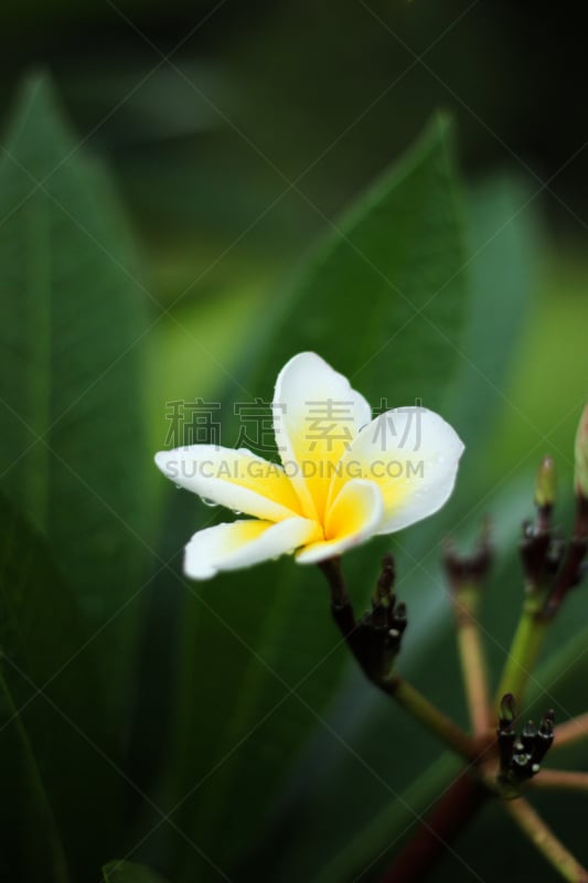 赤素馨花,马斯克林群岛,自然,垂直画幅,印度洋,旅行者,夏天,岛,海洋,黄色