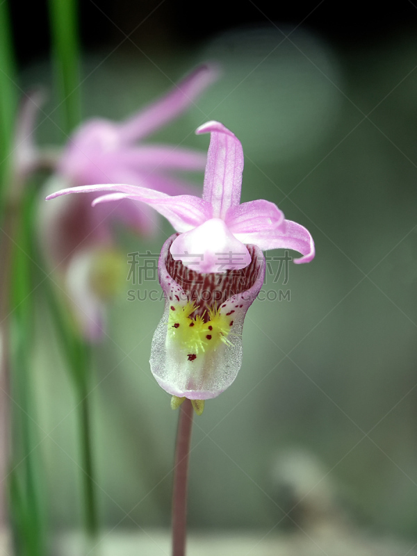 匙唇兰,兰花,美国,粉红凤仙花,黄石公园,垂直画幅,选择对焦,枝繁叶茂,无人,纯净