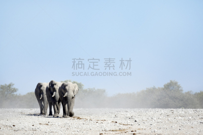 水洞湖,象,乌加河,沙漠象,考科维尔德,纳穆托尼,库内地区,撒哈拉以南非洲,达马拉兰,纳米比亚