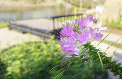 Beautiful pink Cleome hassleriana or spider flower in the morning