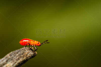 昆虫,幼小动物,线,水平画幅,无人,特写,棉二点红蝽象,heteroptera,害虫,大特写