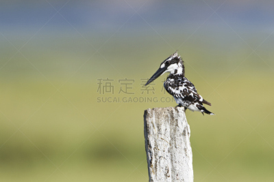 斯里兰卡,翠鸟,自然,野生动物,水平画幅,无人,鸟类,观鸟,印度次大陆,野外动物