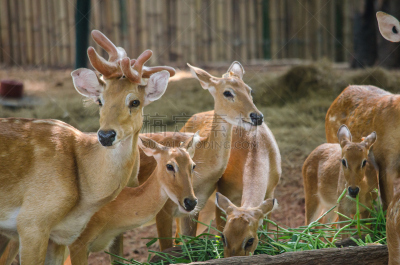 brow-antlered deer,褐色,水平画幅,无人,巨大的,早晨,野外动物,夏天,户外,泰国