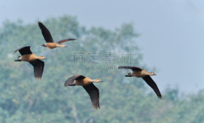 吹口哨,鸟类,鸭子,装饰鸭,白面鸭,鸟编队飞行,褐色,水平画幅,野外动物,水禽