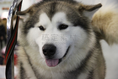莱卡犬,狗,自然美,狗链,导盲犬,动物杂技,动物舌头,雪橇犬,正面视角,动物嘴