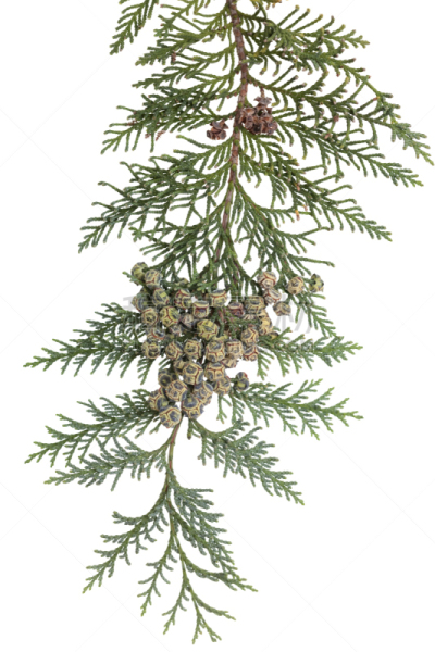 port orford cedar,垂直画幅,绿色,水果,无人,白色背景,针叶树,植物,松科,枝