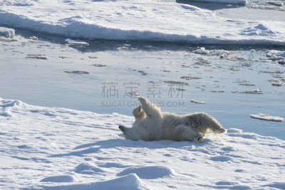 冰,北极熊,动物背脊,自然,寒冷,野生动物,水平画幅,雪,无人,原野