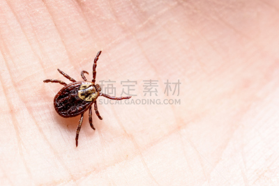 螨,脑炎,皮肤,水平画幅,吸血动物,蜘蛛纲,特写,危险