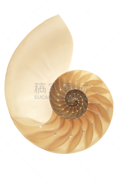 软体动物,白色背景,贝壳,动物,背景分离,对称,动物斑纹,斐波那契螺旋线,珠母