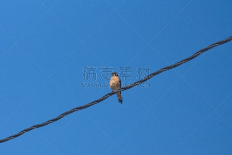 电力线,红隼,自然,乡村,拉丁美洲,图像,厄瓜多尔,鸟类,无人,南美
