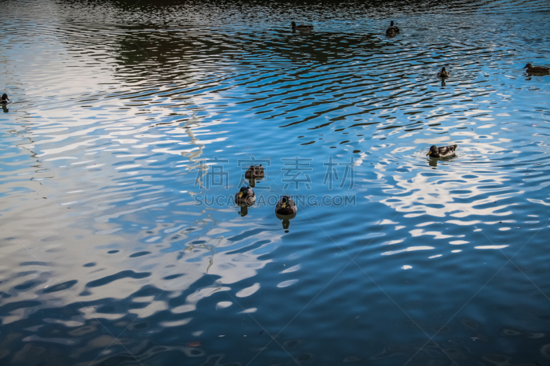 香槟地区,野生动物,水,水平画幅,地形,鸟类,湿,夏天,户外,湖