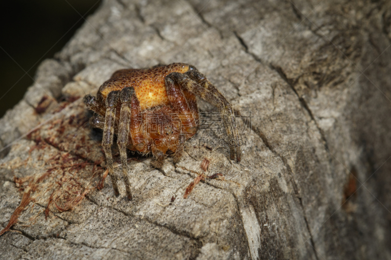 昆虫,动物,蜘蛛,帐篷,对称,1859,orb weaver spider,图像,机敏,褐色