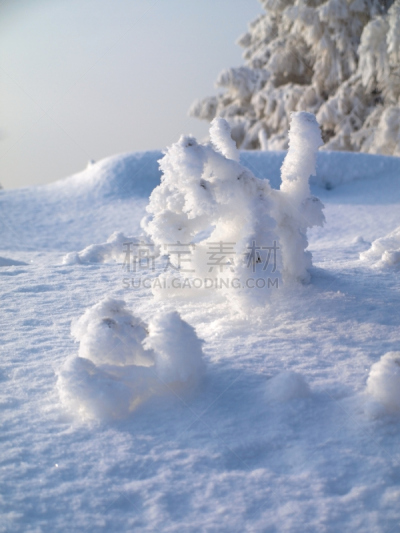 雪,地形,垂直画幅,阿尔卑斯枞树,无人,新年,户外,白色,毛绒绒