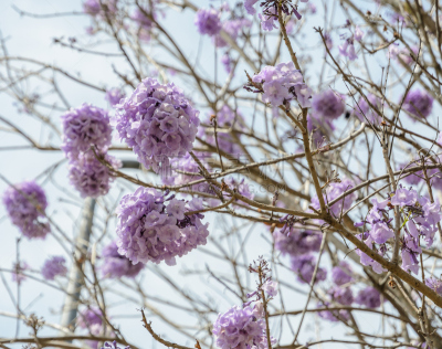 紫色,紫薇科树,花朵,自然,天空,水平画幅,绿色,无人,蓝色,户外