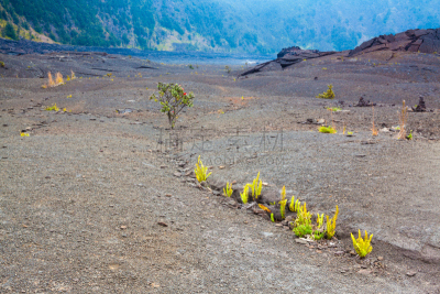 火山口,室内地面,石头,特有物种,夏威夷大岛,玻利尼西亚,植物学,灌木,极端地形,风管