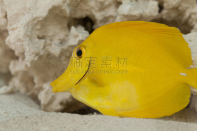 黄高鳍粗皮鲷,水下,黄高鳍刺尾鱼,海葵,海藻灰,小丑,水,美,留白,动物嘴