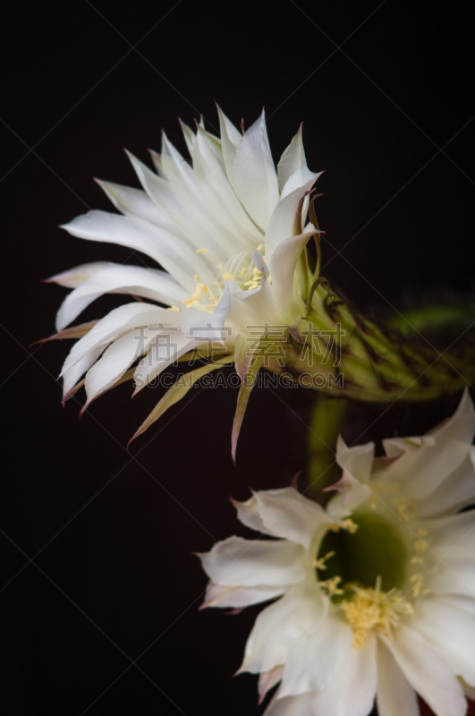 仙人掌,桶仙人掌,垂直画幅,芳香的,下水塞,装管,荆棘,尖利,夏天,干的