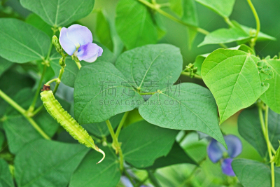 四角豆,公主和比恩,植物,水平画幅,绿色,无人,紫色,日本,夏天,神奈川县