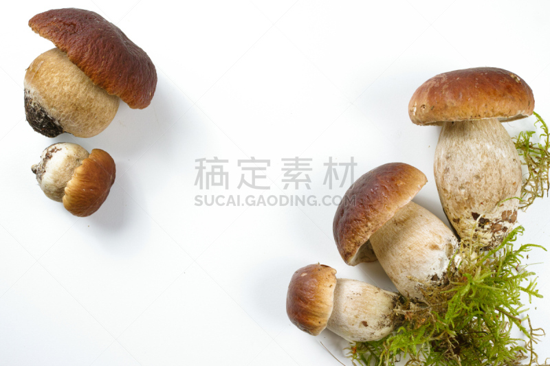 牛肝菌,野生植物,清新,美味牛肝菌,白色,胡椒牛肝菌,留白,水平画幅,无人,蘑菇