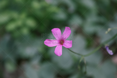 粉色,酢浆草,美,芳香的,水平画幅,紫酢浆草,无人,夏天,草,特写