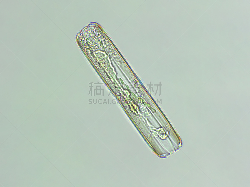 藻类,在下面,放大效果,生物燃料,显微镜,科学实验,生物课,细胞,池塘,细胞核