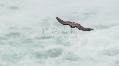 游隼,野生动物,旅游目的地,水平画幅,无人,鸟类,野外动物,户外,猎鹰,加拿大